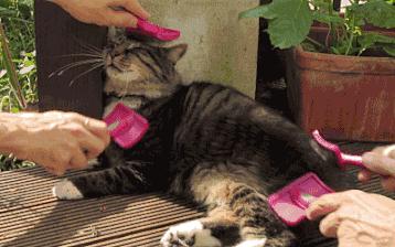 养猫会讲究卫生吗,养猫需要给猫洗澡吗