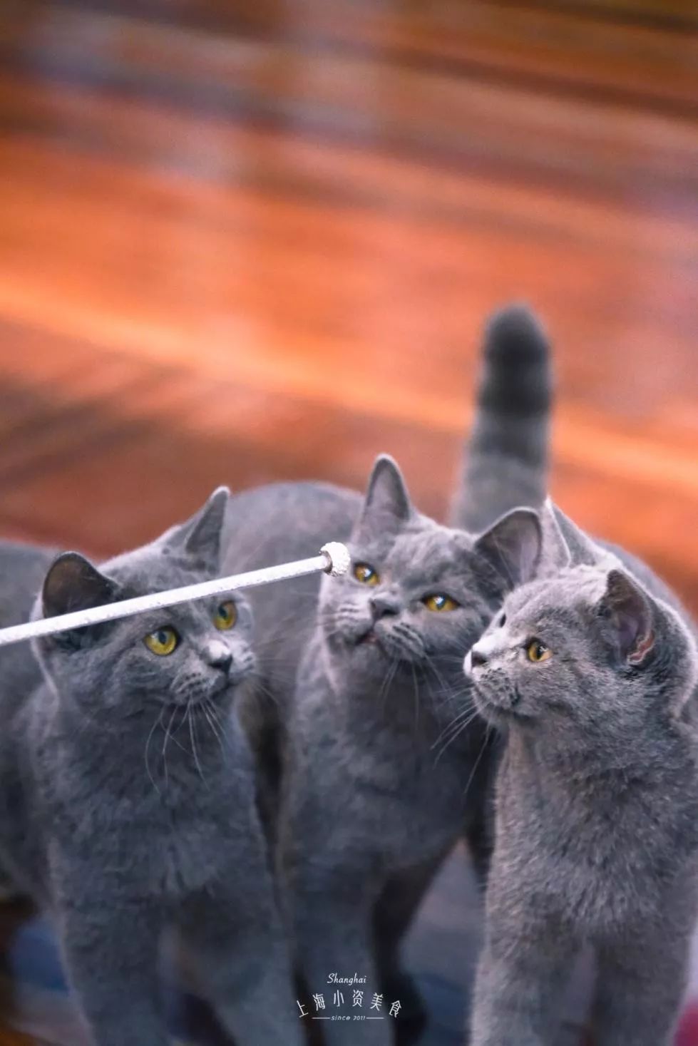 2019宠物排名,2022宠物排行榜