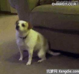 这里的毛毛千万别乱拔！谨慎会有生命危险