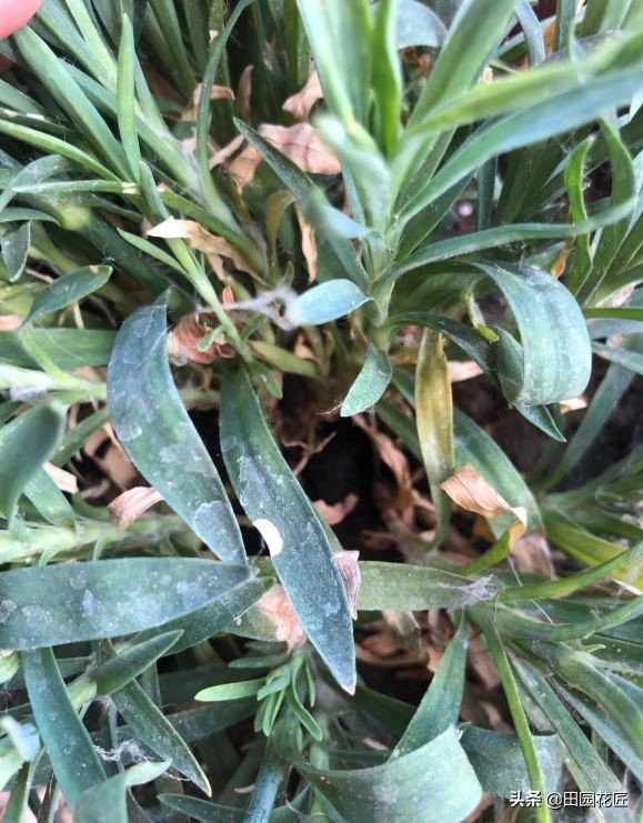 康乃馨黄叶花苞干枯怎么办,康乃馨长红蜘蛛的表现图片