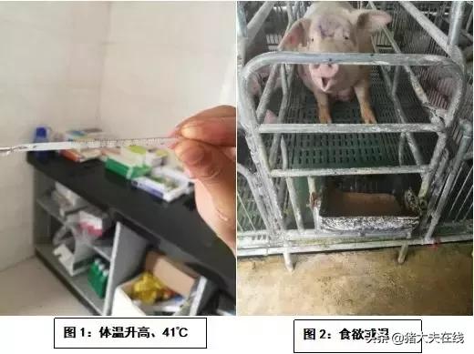 母猪产后胎衣不下该怎么治疗,母猪产后不食无乳怎么回事