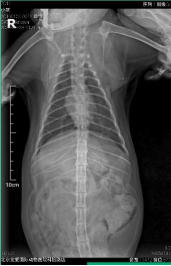 猫咪耳廓有个鼓包是怎么回事,猫咪耳根部长了个大包