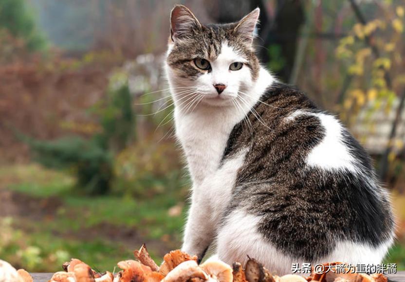 猫咪的八大传言,猫咪的五大未解之谜