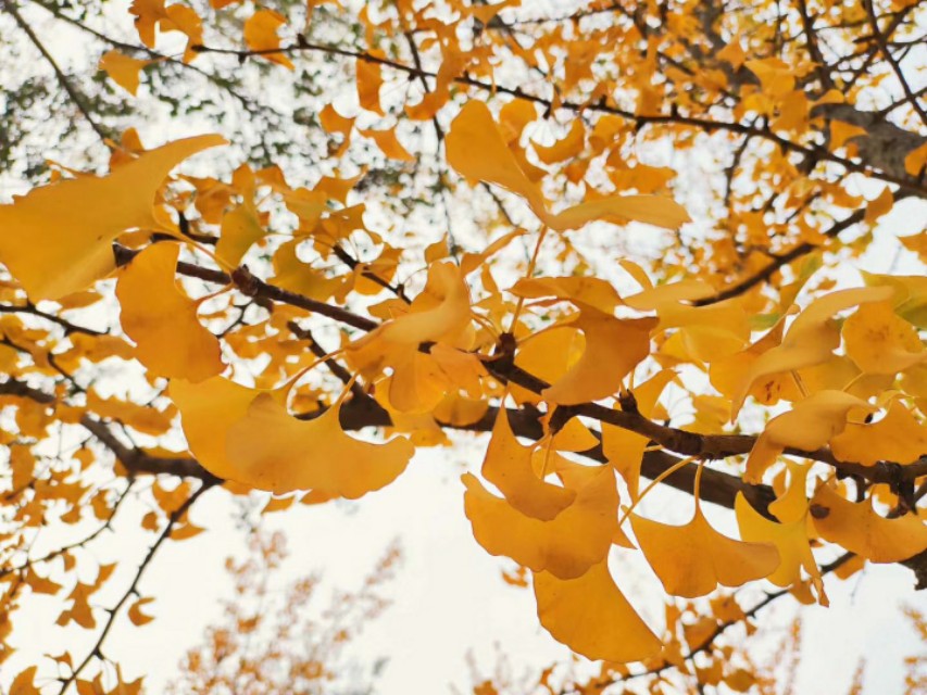 大学生压力大了该如何调整,当代大学生怎么缓解压力