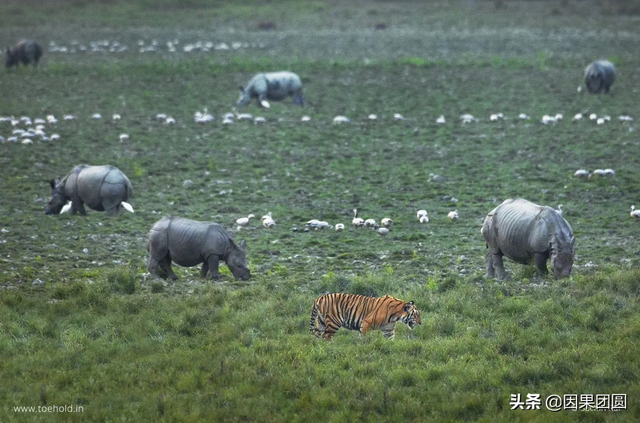 老虎杀犀牛全过程,老虎猎杀犀牛过程