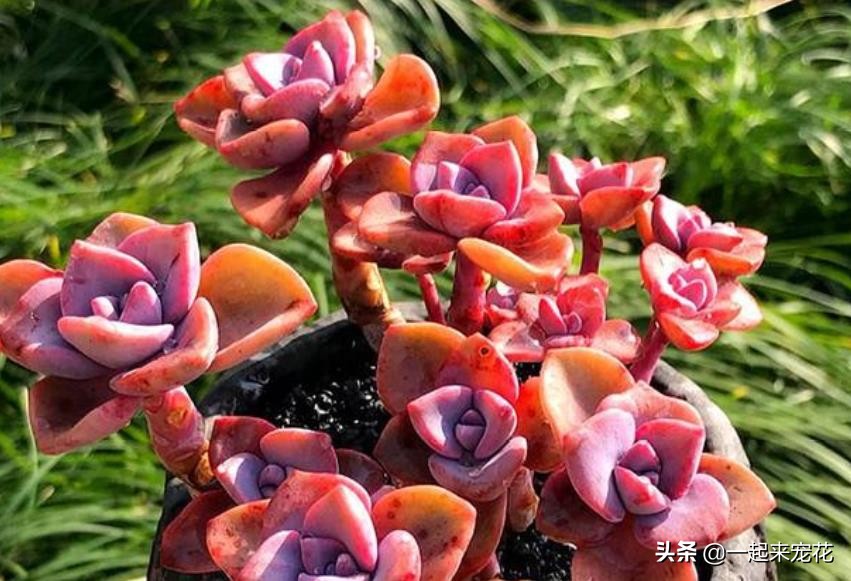 彩虹糖多肉容易爆头吗 (怎么养彩虹糖才能爆盆)