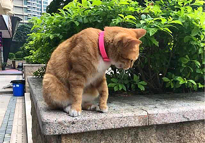 猫咪走丢了最有效的寻找方法,寻找走丢的猫猫