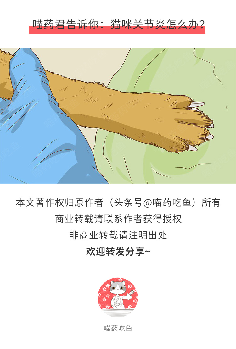 猫年龄大关节会出现问题吗,猫退行性关节炎