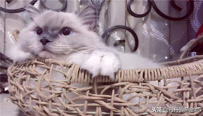 猫咪喜欢吃什么面食,猫咪甜食