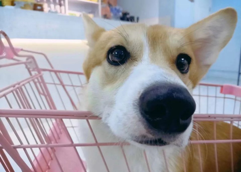 吸屁屁，短腿大耳肉嘟嘟，这家店进去就出不来了…