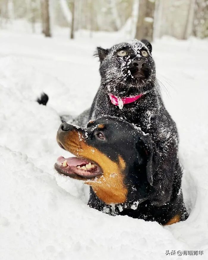战斗民族的猫就是虎,战斗中的民族猫