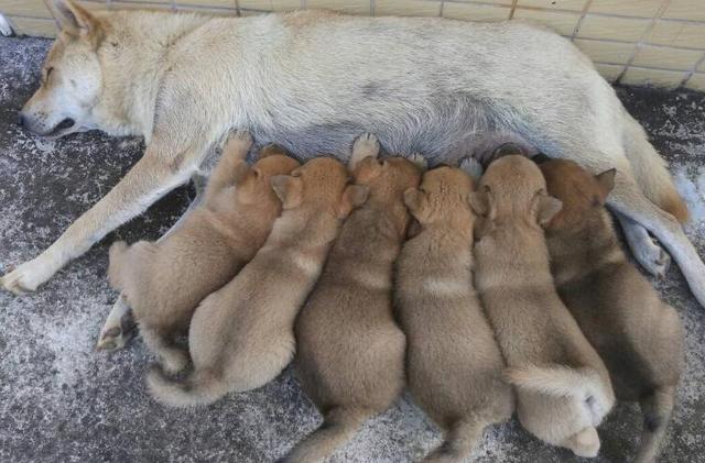 狗狗生完小狗什么都不吃怎么办,狗狗生完孩子不让主人摸怎么办