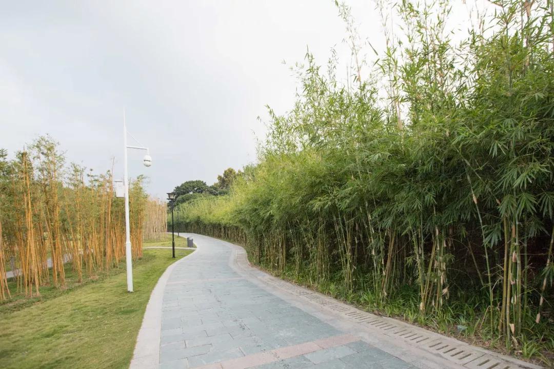 簕竹杜鹃谷公园,好看的杜鹃谷公园