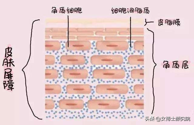 用了维a酸乳膏脸脱皮发红怎么办,刷酸脸红爆皮怎么办