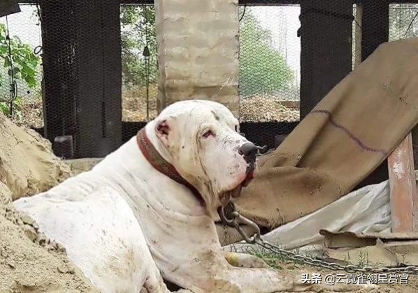 猛兽库达犬打架,猛兽库达犬性格