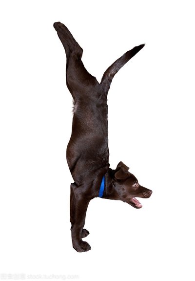 遇到恶狗袭击该怎么办,遭遇恶狗袭击不能以暴制暴