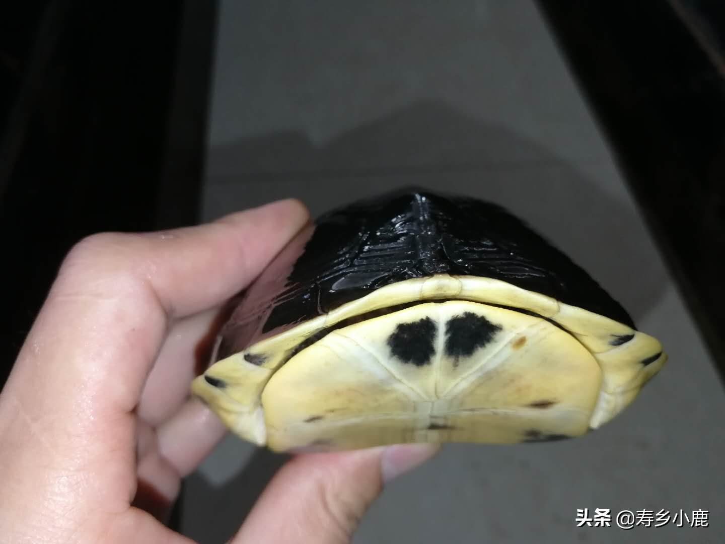 乌龟长途运输到家怎么处理,乌龟收到货后怎么办