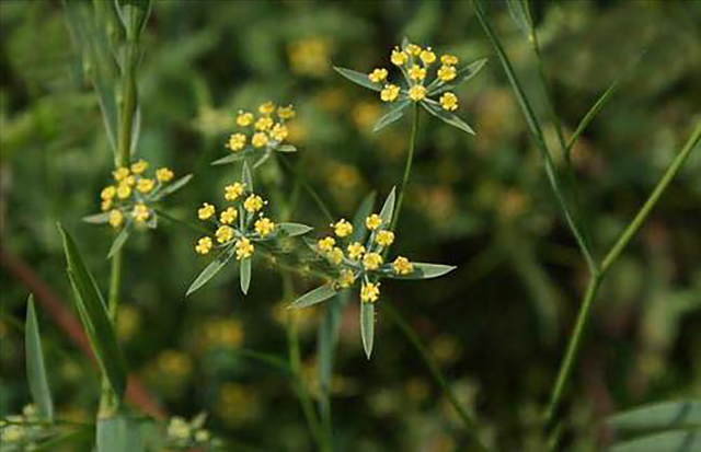 日本汉方收购中国药企成功了没有,日本汉方药小柴胡汤