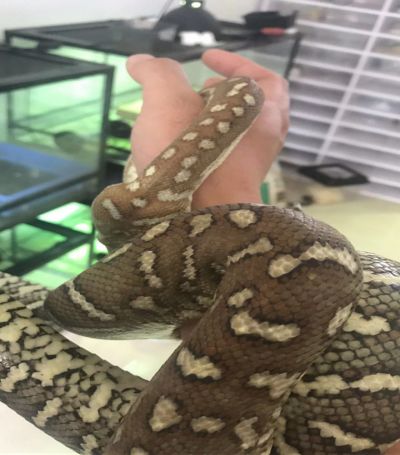 来自树梢上的艳丽-地毯蟒