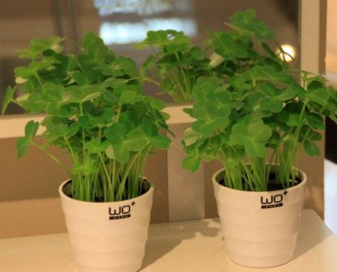 三叶草里的幸运草,三叶草也叫紫茎泽兰吗