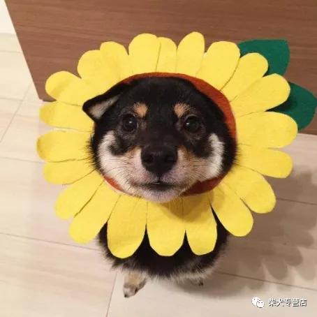 空运狗狗多少钱一斤,柴犬宠物托运价格多少一斤
