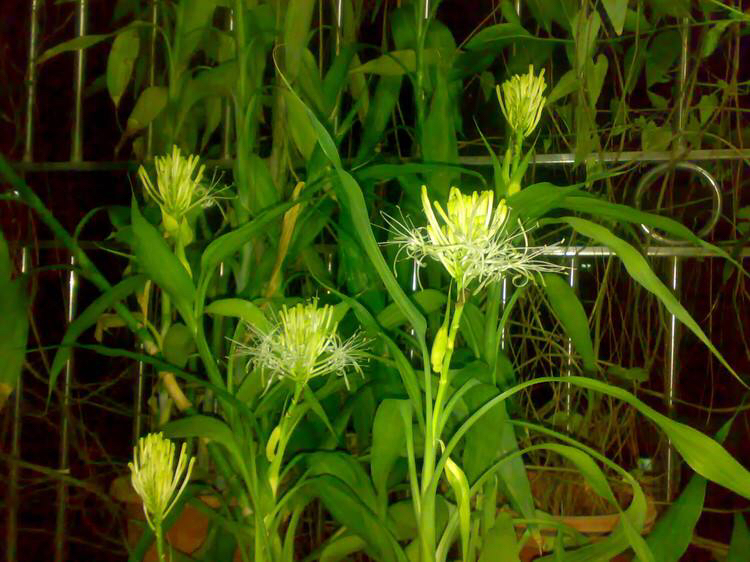 富贵竹长得又细又高怎么修剪,富贵竹长得太细太高怎么剪