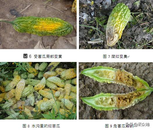 苦瓜肥害的症状及解救方法,苦瓜果实蝇防治