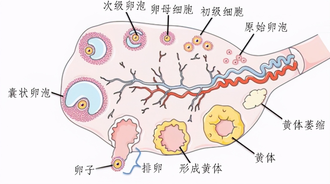 促排卵药物都是激素药吗,促排卵药能随便吃吗