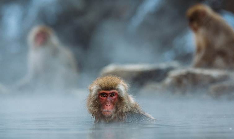 日本猴子冬天泡温泉原因,日本猴子泡温泉