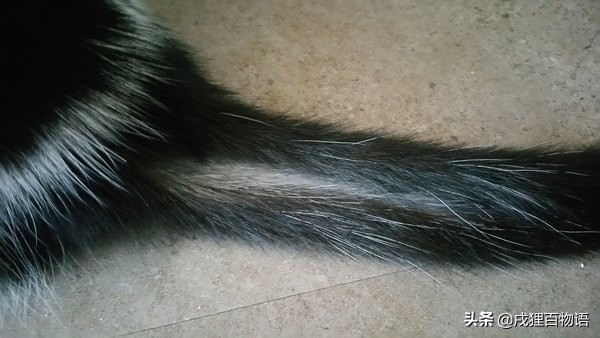猫咪掉毛的原因有哪些,猫咪脱毛一坨一坨的掉是怎么回事