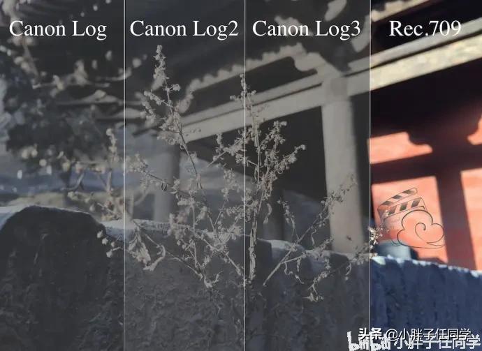 尼康d850拍摄视频用什么镜头,尼康d850配556镜头感受