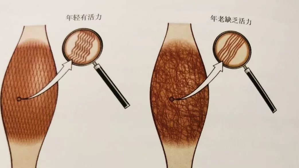 为什么训练前要放松筋膜,训练筋膜怎么训