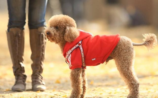 新手饲养泰迪犬的四大关注事项,新手养泰迪犬需要关注些什么