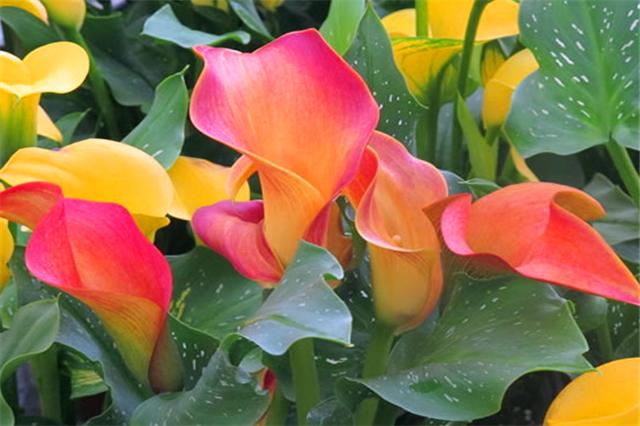 马蹄莲开花后怎么处理,马蹄莲花开完了怎么处理