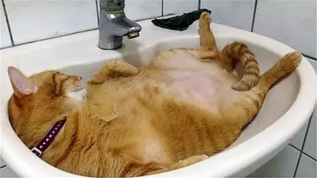 福懋动物医院厦门,福懋宠物医疗中心解放桥分院