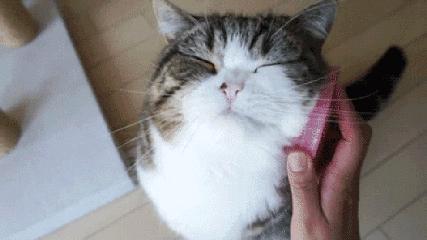 伊丽莎白圈养猫新手入门关注事项,最适合家养的猫排名养猫新手必看