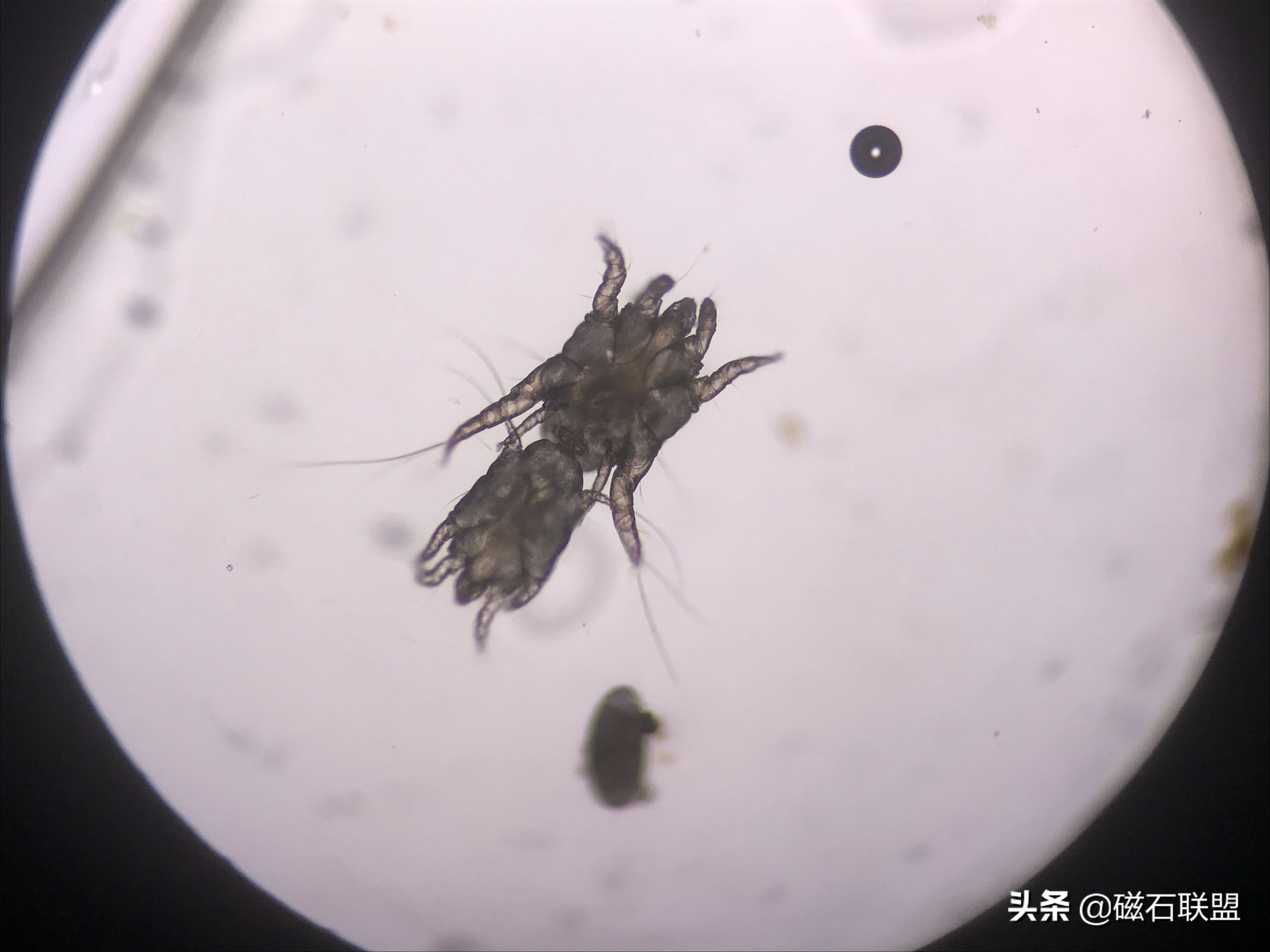 刚给狗狗洗澡就脏了,在家给狗狗洗澡到底是好还是坏