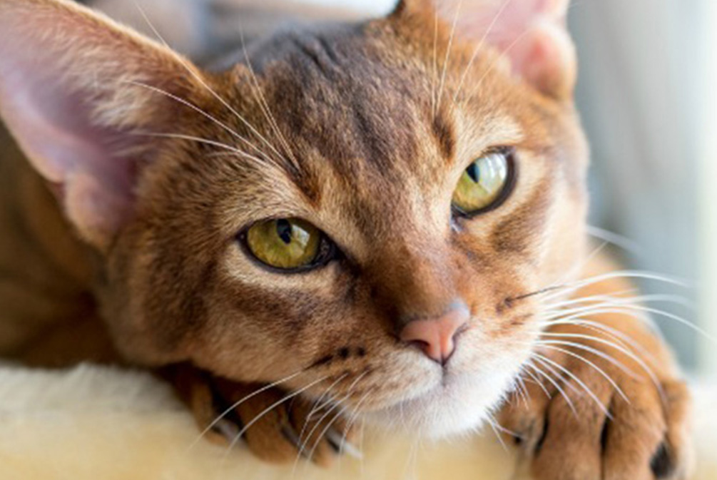 猫咪突然性失明怎么办？铲屎官应该了解这些帮助猫咪安享晚年