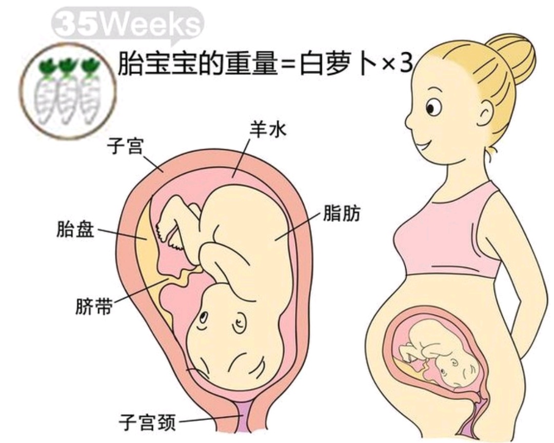孕29周加三天胎儿发育情况,孕九周零3天胎儿的发育怎么样