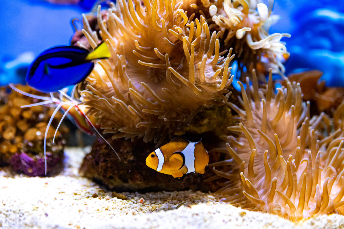 玩海水缸费钱吗,玩海水用什么鱼缸