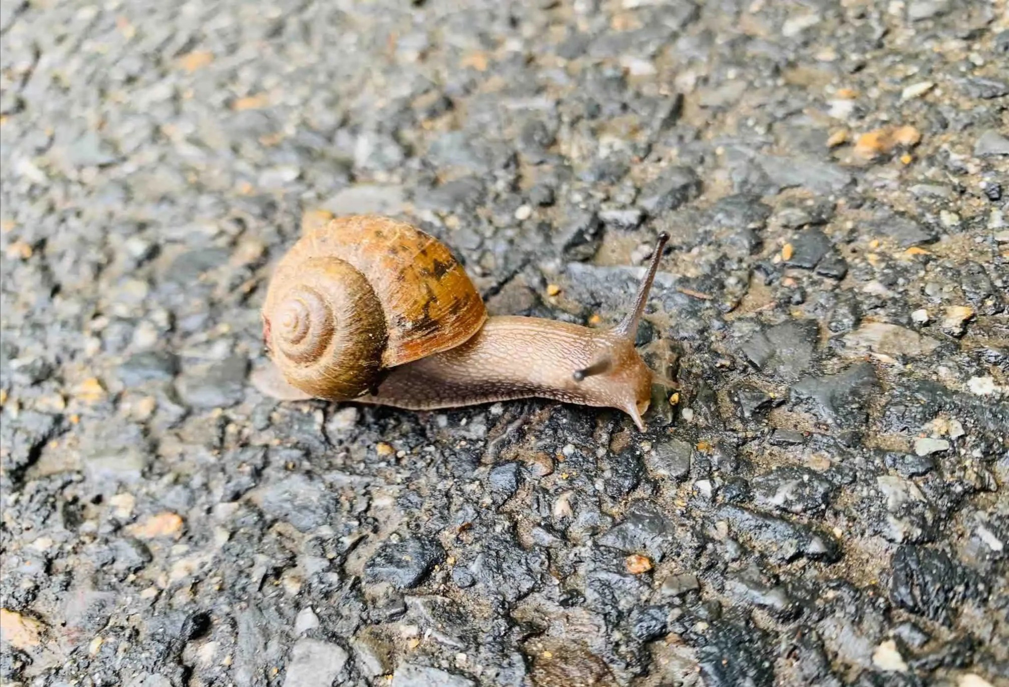 有壳的动物有哪些,有壳的动物有哪些呢