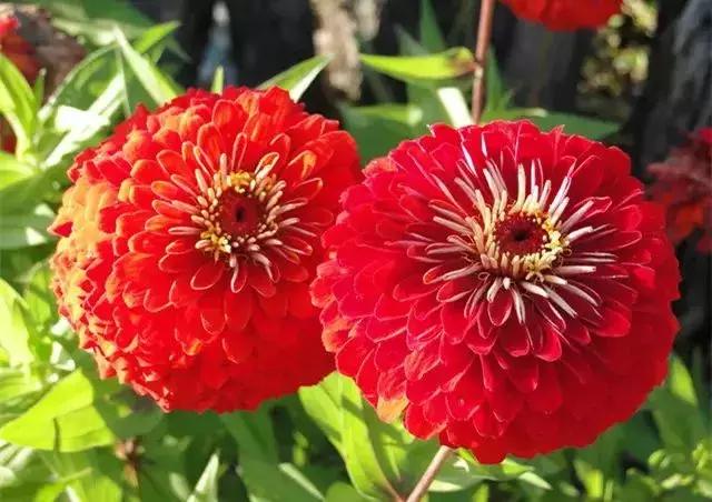 身边常见花卉识别,身边常见的树有哪些