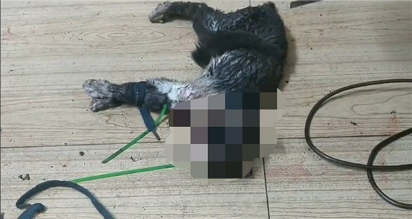 虐猫事件频发的背后：40元能买100G虐猫视频，施暴者认为“猫是恶魔”