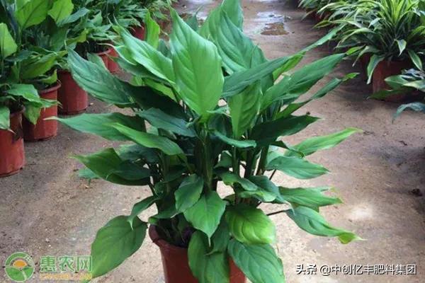 广东万年青开花后怎么养殖,万年青为什么种了15天会发黄