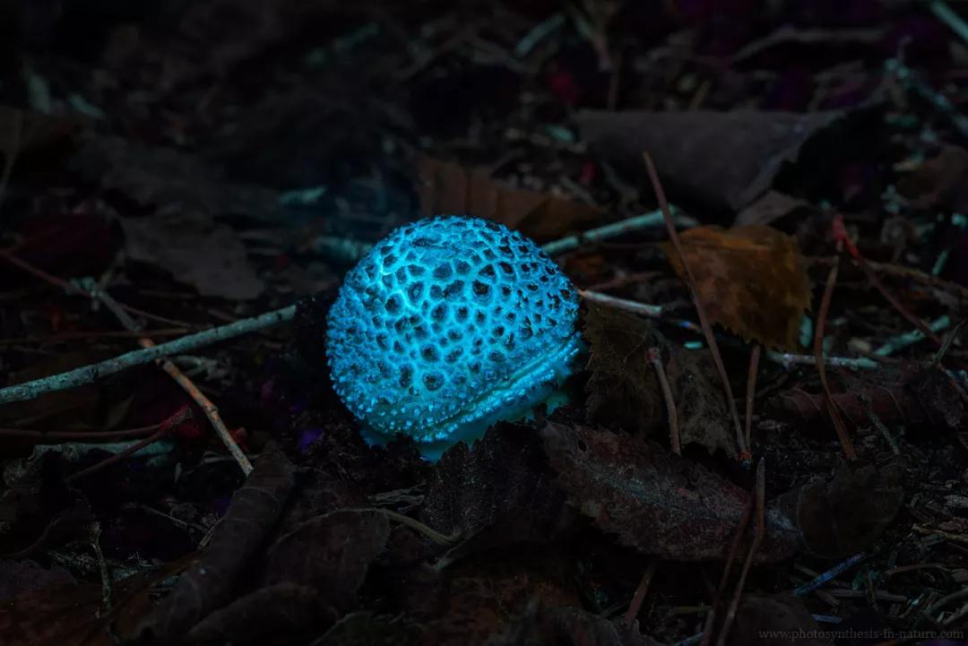 紫外线外星人真的存在吗,外星生命紫外线