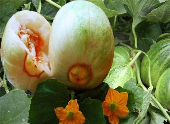 甜瓜叶斑病有什么症状,甜瓜幼苗叶片有枯斑