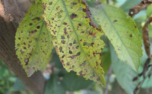 甲维盐能防治桃树的什么病虫害,一年生桃树怎么防治病虫害视频