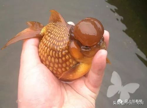 国宝级皇冠珍珠金鱼视频,皇冠珍珠金鱼视频