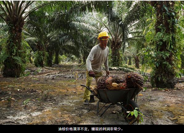 马来西亚展开“爱我棕油”运动，鼓励家庭主妇用棕榈油烹饪