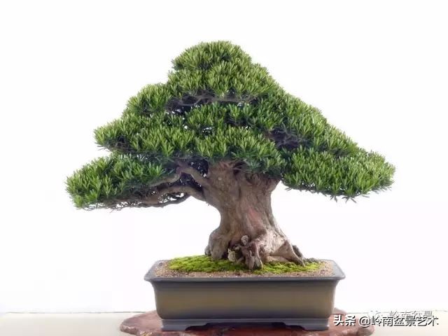 旺财罗汉松,罗汉松招财还是挡煞